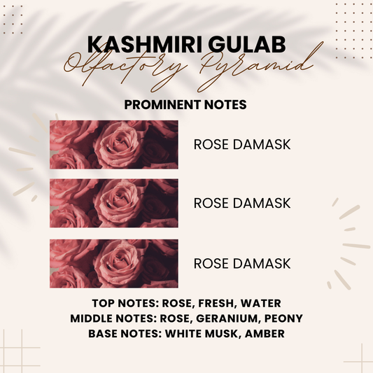 Kashmiri Gulab | Rosa × damascena, Rose | Attar 10ml