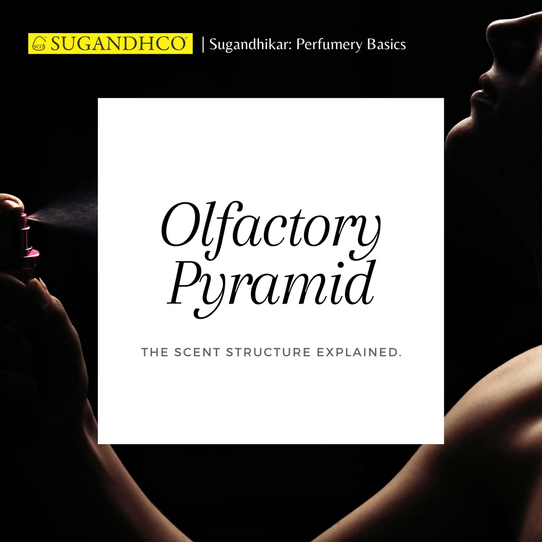Olfactory Pyramid