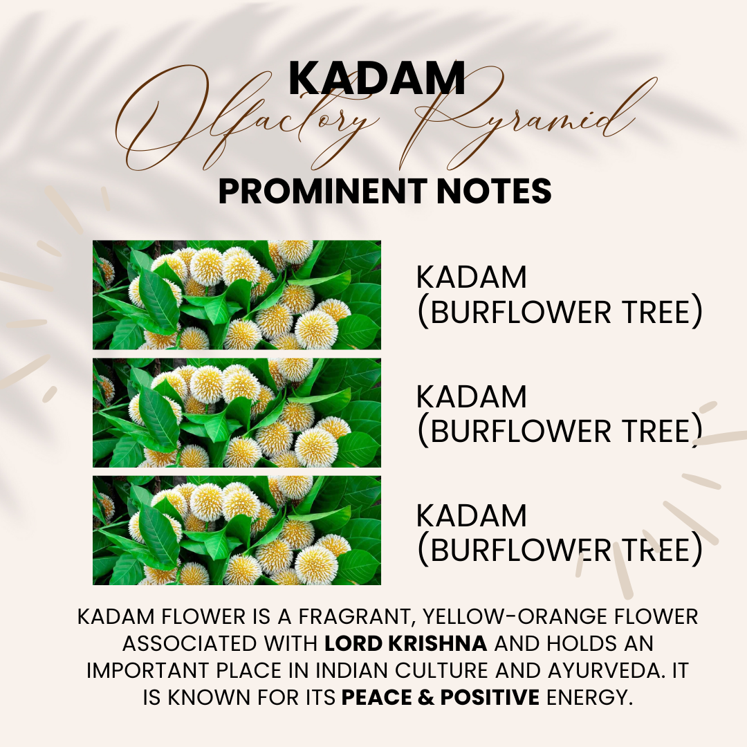 Kadam | Kadambha, Burflower Tree | Attar 10ml