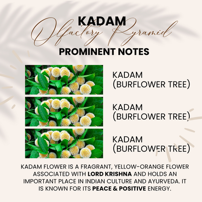 Kadam | Kadambha, Burflower Tree | Attar 10ml
