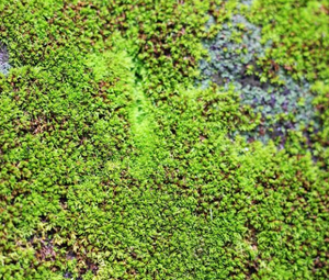 Damp moss