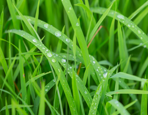 Green vetiver