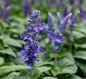 Patchouli