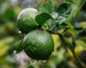 Bergamot