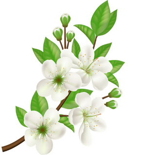 Jasmine
