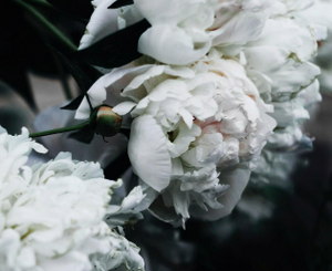 White Floral