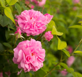 Damask Rose
