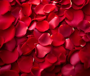 Rose Petals