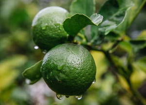 BERGAMOT