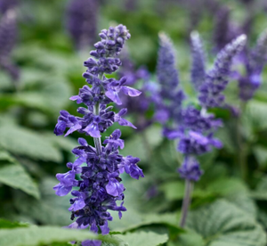 PATCHOULI
