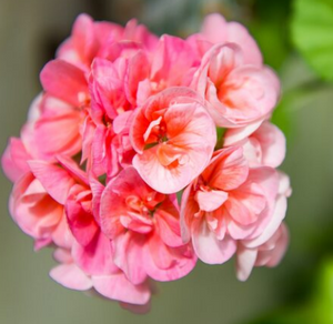 GERANIUM