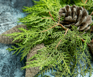 CEDAR